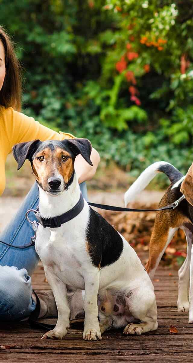 https://pettoparents.co.th/wp-content/uploads/2018/09/post_02-640x1200.jpg