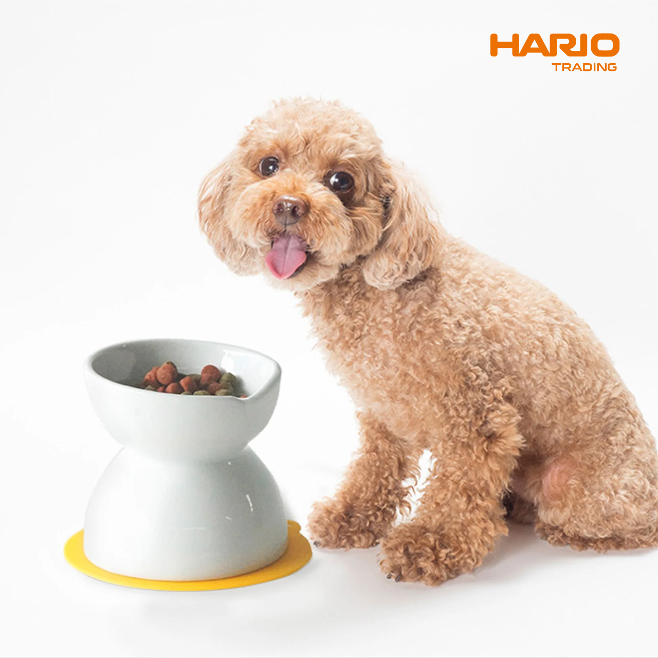 https://pettoparents.co.th/wp-content/uploads/2024/05/Hario-Product-ADS-01.png