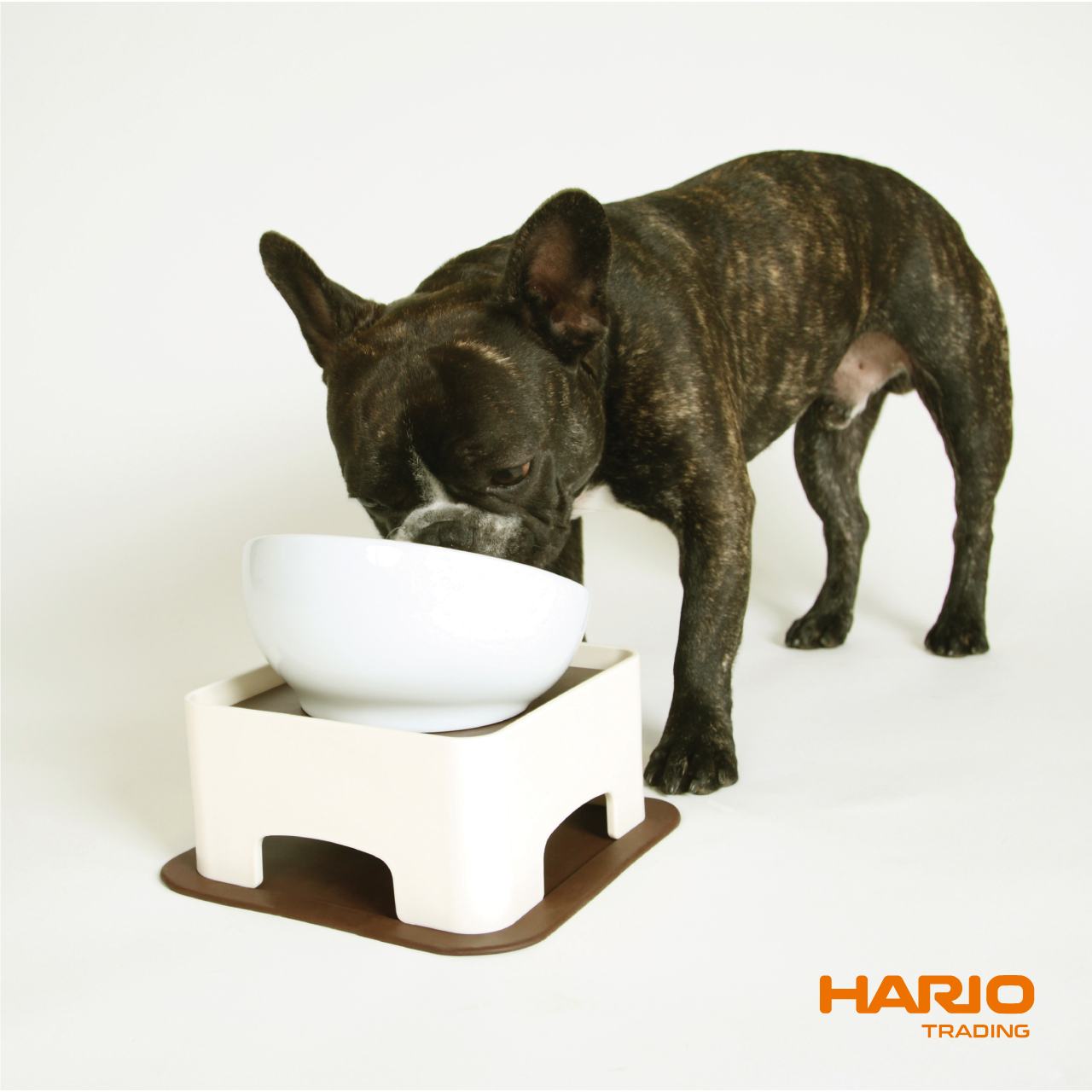 https://pettoparents.co.th/wp-content/uploads/2024/05/Hario-Product-ADS-03.png